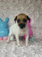 "Mello" CKC Registered , a male Jack Russell Terrier for sale in Laurel, IN – Photo 2 of 3