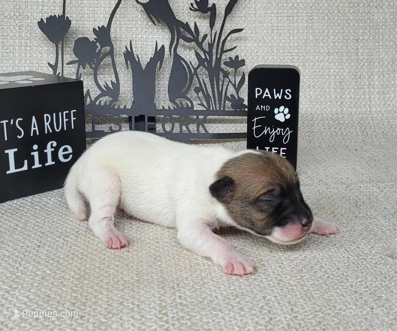 "Mello" CKC Registered 