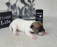 "Mello" CKC Registered , a male Jack Russell Terrier for sale in Laurel, IN – Photo 1 of 4