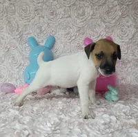 "Mello" CKC Registered , a male Jack Russell Terrier for sale in Laurel, IN – Photo 3 of 3