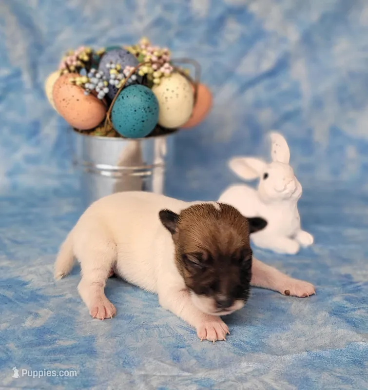 "Mello" CKC Registered 