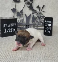 "Mello" CKC Registered , a male Jack Russell Terrier for sale in Laurel, IN – Photo 2 of 4