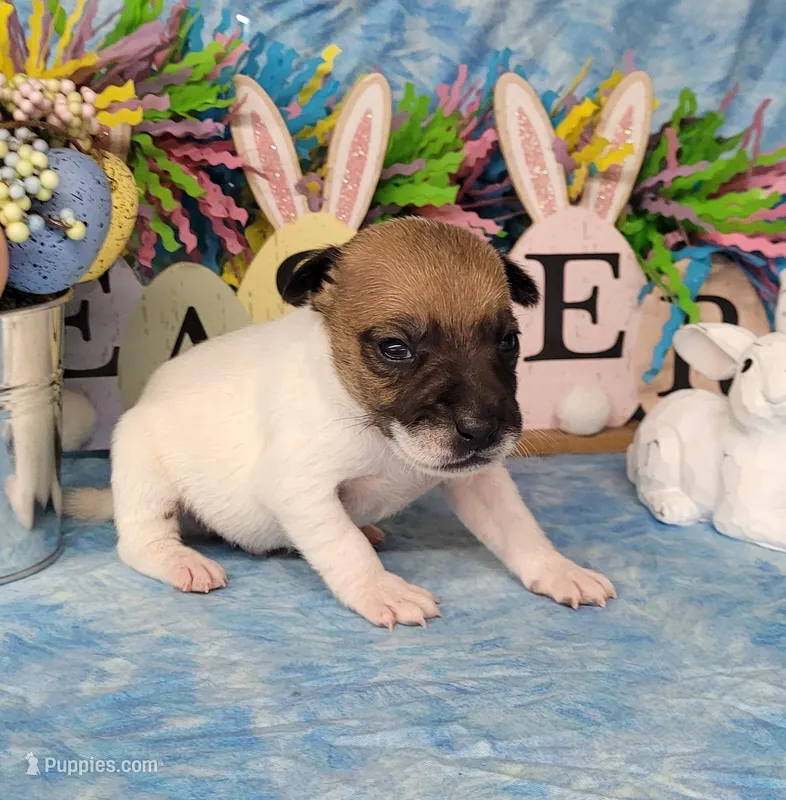 "Mello" CKC Registered  – Jack Russell Terrier puppy for sale in Laurel, IN