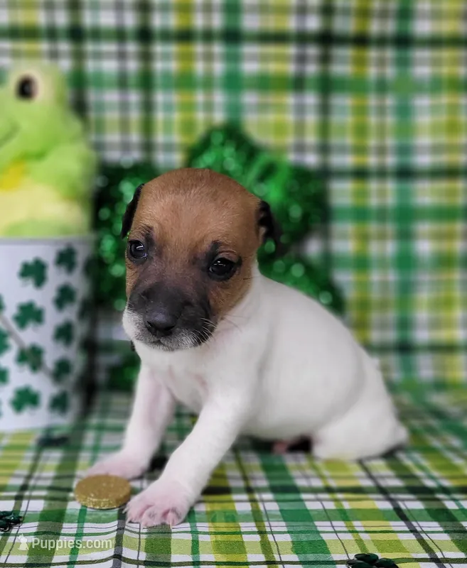 "Mello" CKC Registered  – Jack Russell Terrier puppy for sale in Laurel, IN