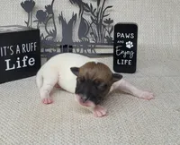 "Mello" CKC Registered , a male Jack Russell Terrier for sale in Laurel, IN – Photo 4 of 4