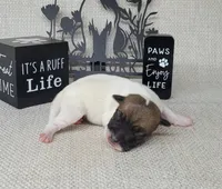 "Mello" CKC Registered , a male Jack Russell Terrier for sale in Laurel, IN – Photo 3 of 4