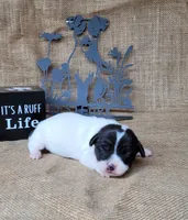 Pebbles purebred Jack Russell Terrier , a female Jack Russell Terrier for sale in Laurel, IN – 3 of 4