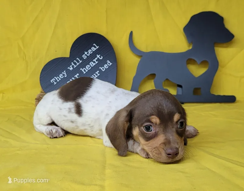 Hank AKC – Miniature Dachshund puppy for sale in Laurel, IN