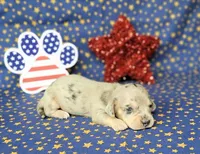 AKC Lexi Dapple female, a female Miniature Dachshund for sale in Laurel, IN – 3 of 6