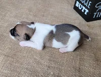 Rebel *Delivery available*, a male Jack Russell Terrier for sale in Laurel, IN – 8 of 8