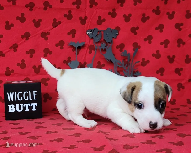 NEAL purebred CKC Reg – Jack Russell Terrier puppy for sale in Laurel, IN