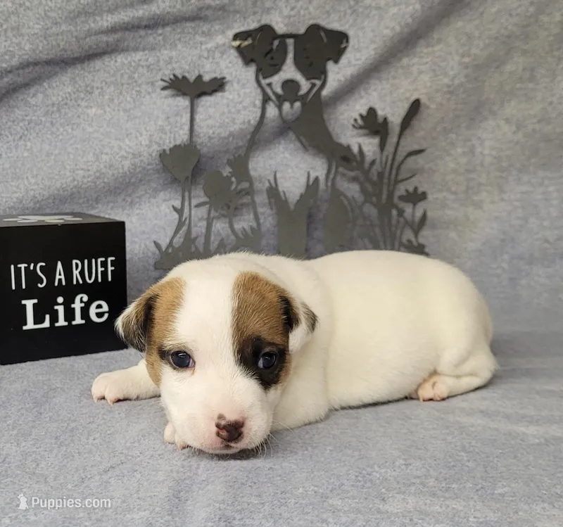 NEAL purebred CKC Reg – Jack Russell Terrier puppy for sale in Laurel, IN