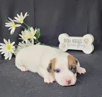 NEAL purebred CKC Reg, a male Jack Russell Terrier for sale in Laurel, IN – Photo 4 of 5