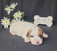 NEAL purebred CKC Reg, a male Jack Russell Terrier for sale in Laurel, IN – Photo 2 of 5