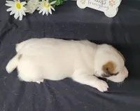 NEAL purebred CKC Reg, a male Jack Russell Terrier for sale in Laurel, IN – Photo 5 of 5