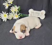 NEAL purebred CKC Reg, a male Jack Russell Terrier for sale in Laurel, IN – Photo 1 of 5