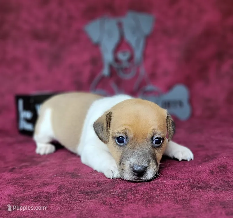 Riggs CKC male – Jack Russell Terrier puppy for sale in Laurel, IN