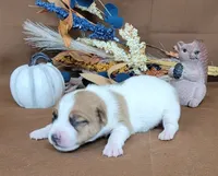 Tonka rough coat male JRT, a male Jack Russell Terrier for sale in Laurel, IN – 5 of 7