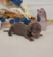 AKC Hugo Delivery Available , a male Miniature Dachshund for sale in Laurel, IN – 1 of 4