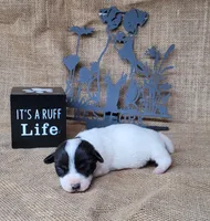 Piper purebred Jack Russell Terrier , a female Jack Russell Terrier for sale in Laurel, IN – 3 of 5