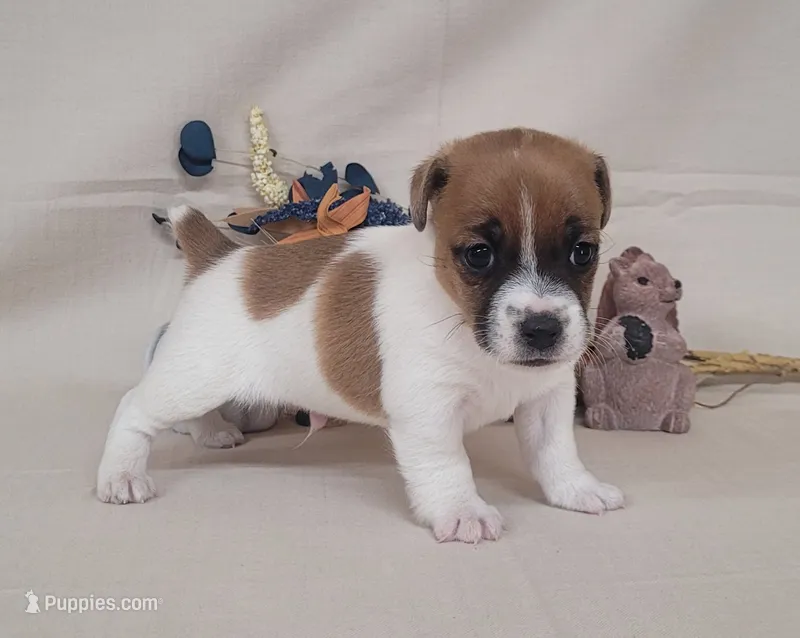 CKC Noxx Delivery Available  – Jack Russell Terrier puppy for sale in Laurel, IN