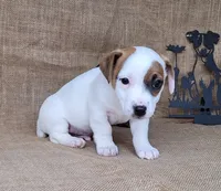 NASH CKC Reg purebred, a male Jack Russell Terrier for sale in Laurel, IN – 3 of 7