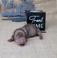 Cora AKC *Delivery*, a female Miniature Dachshund for sale in Laurel, IN – 3 of 4