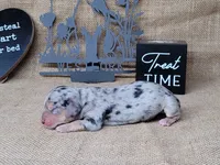CeCe AKC dapple female, a female Miniature Dachshund for sale in Laurel, IN – 3 of 4
