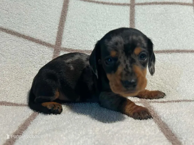 AKC Woody *Delivery Available* – Miniature Dachshund puppy for sale in Laurel, IN