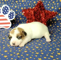 Ripley CKC Reg female, a female Jack Russell Terrier for sale in Laurel, IN – 4 of 7