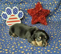 AKC "Levi" purebred, a male Miniature Dachshund for sale in Laurel, IN – 4 of 6