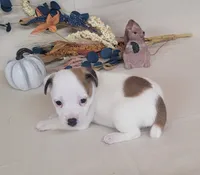 CKC Nova JRT Purebred *Delivery*, a female Jack Russell Terrier for sale in Laurel, IN – 2 of 6