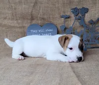 NASH CKC Reg purebred, a male Jack Russell Terrier for sale in Laurel, IN – 6 of 7