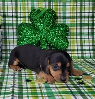 Vera AKC, a female Miniature Dachshund for sale in Laurel, IN – Photo 7 of 7