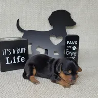 Vera AKC, a female Miniature Dachshund for sale in Laurel, IN – Photo 4 of 5
