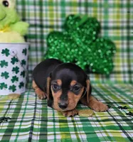 Vera AKC, a female Miniature Dachshund for sale in Laurel, IN – Photo 2 of 7