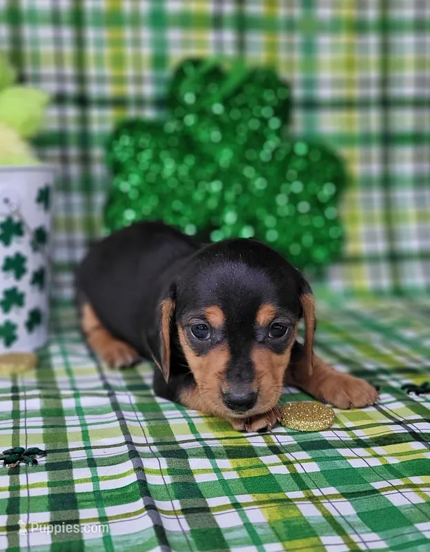 Vera AKC – Miniature Dachshund puppy for sale in Laurel, IN
