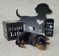 Vera AKC, a female Miniature Dachshund for sale in Laurel, IN – Photo 1 of 5