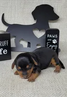 Vera AKC, a female Miniature Dachshund for sale in Laurel, IN – Photo 2 of 5