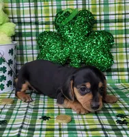 Vera AKC, a female Miniature Dachshund for sale in Laurel, IN – Photo 3 of 7