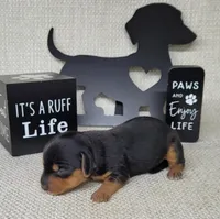 Vera AKC, a female Miniature Dachshund for sale in Laurel, IN – Photo 3 of 5