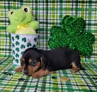 Vera AKC, a female Miniature Dachshund for sale in Laurel, IN – Photo 4 of 7