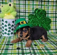 Vera AKC, a female Miniature Dachshund for sale in Laurel, IN – Photo 5 of 7