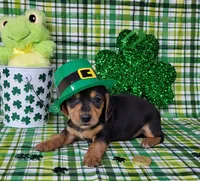 Vera AKC, a female Miniature Dachshund for sale in Laurel, IN – Photo 6 of 7