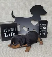 Vera AKC, a female Miniature Dachshund for sale in Laurel, IN – Photo 5 of 5
