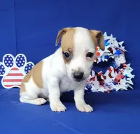Jax purebred *Delivery available*, a male Jack Russell Terrier for sale in Laurel, IN – 6 of 6