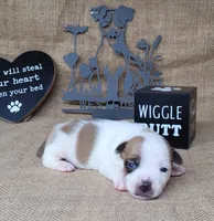 Jax purebred *Delivery available*, a male Jack Russell Terrier for sale in Laurel, IN – 3 of 6
