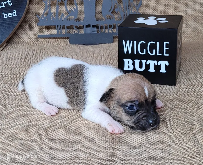 Jude purebred JRT – Jack Russell Terrier puppy for sale in Laurel, IN