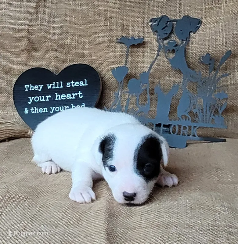 Prince CKC Registered  purebred  – Jack Russell Terrier puppy for sale in Laurel, IN