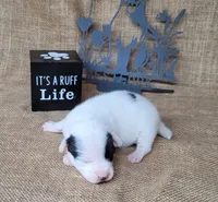 Prince CKC Registered  purebred , a male Jack Russell Terrier for sale in Laurel, IN – 2 of 7